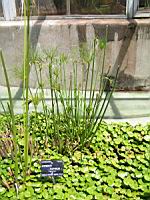 Papyrus - Cyperus Papyrus L. (fam Cyperacees) (Af. centrale, Egypte, Italie) (00) (Photo F. Mrugala)